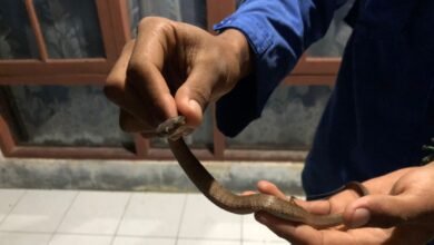 Anakan Ular Kobra Hebohkan Warga Komplek BMKG