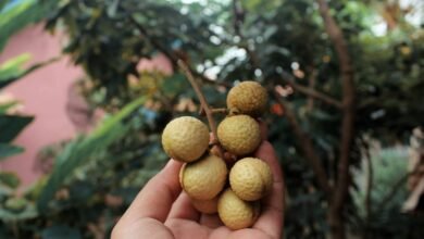 Buah Kelengkeng, Buah Manis Kaya Manfaat