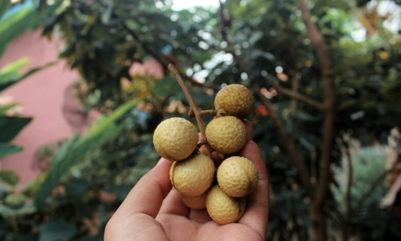 Buah Kelengkeng, Buah Manis Kaya Manfaat Buah Kelengkeng, Buah Manis Kaya Manfaat