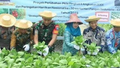 Pemkab Barito Utara Panen Bersama Peringati Hari Pangan Sedunia dan Hari Ikan