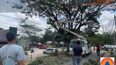 BPBD Potong Pohon Rawan Tumbang di Muara Teweh