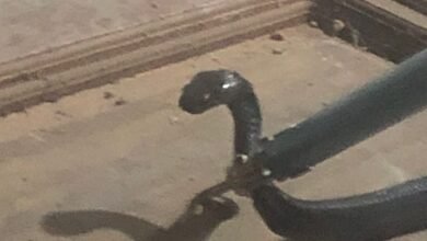 Hasan Sempat Panik Lihat Ular Kobra di Gudang Mebel