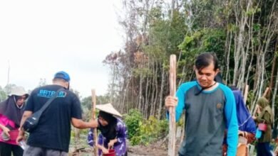 Manugal, Tradisi Bercocok Tanam Padi Secara Tradisional Hingga Sekarang
