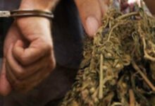 Ganja dalam Paket Baju, 6 Orang di Berau Ditangkap