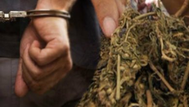 Ganja dalam Paket Baju, 6 Orang di Berau Ditangkap