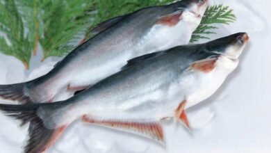 Ikan, Makanan Sehat yang Tak Boleh Dicampur dengan 5 Makanan Ini