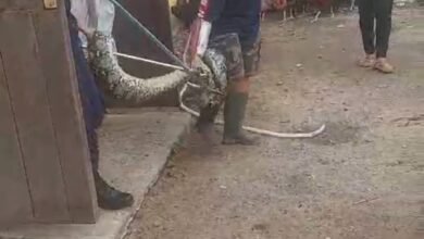 Ular Sanca 4 Meter Memangsa Ternak