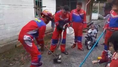 Ular Piton 3 Meter Memakan Ternak Warga Lanjas, Damkar Evakuasi