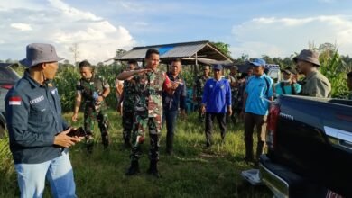 Kodim 1013/Mtw Dukung Petani Jagung Lokal dengan Teknologi Modern