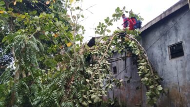 Pohon Tumbang Timpa Kabel Listrik, Petugas Damkar Evakuasi