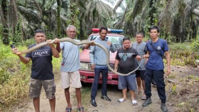 Ular King Kobra Raksasa Gegerkan Warga Sukamara