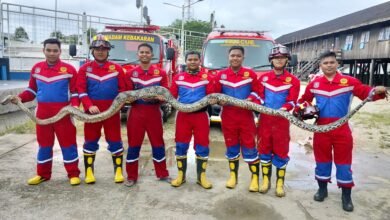 Piton Raksasa 6 Meter Bikin Heboh Warga Jambu