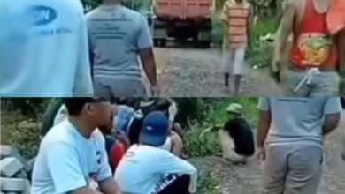 Viral! Video Caleg di Jatim Tarik Kembali Paving Bantuan Usai Kalah Suara