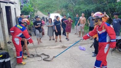 Panik! King Kobra 3 Meter Bersarang di Dapur Rumah Warga