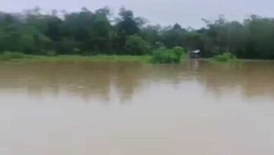 Ratusan Hektare Sawah Terendam Banjir, Petani di Barito utara Terancam Gagal Panen