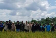 Wujudkan Ketahanan Pangan, Pemkab Barito Utara Panen Padi Bersama di Desa Walur