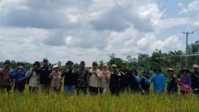 Wujudkan Ketahanan Pangan, Pemkab Barito Utara Panen Padi Bersama di Desa Walur