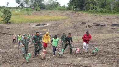 Program Ketahanan Pangan Kodim 1013/Mtw: Kontribusi Nyata TNI AD Bantu Masyarakat