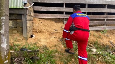 Petugas Damkar Evakuasi Anak Anjing Liar dan Ular Kobra di Hari yang Sama