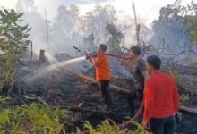 Kronologi Kebakaran Lahan di Teweh Baru, 0,64 Hektar Lahan Hangus