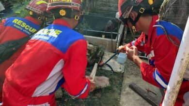 Petugas Damkar Evakuasi Ular Kobra yang Berkali-kali Masuk Rumah Warga