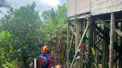 Bikin Geger, Ular Terbang Hampir Masuk Kamar Mandi Warga