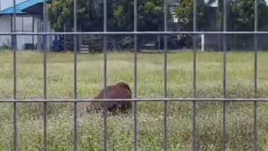 Drama Penyelamatan Orang Utan Menegangkan di Bandara H Asan Sampit