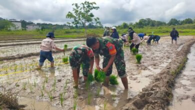 Petani Barito Utara Bersinergi dengan TNI Tingkatkan Ketahanan Pangan