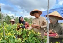 Digital Farming di Kotim, Meningkatkan Hasil Panen Cabai dan Ketahanan Pangan