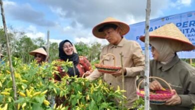 Digital Farming di Kotim, Meningkatkan Hasil Panen Cabai dan Ketahanan Pangan