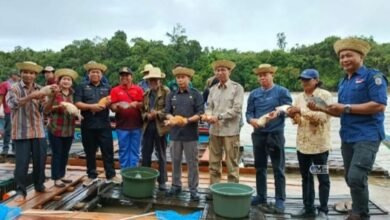Pj. Bupati Mura Panen Ikan dan Tebar Benih Bersama Masyarakat, Tekan Inflasi dan Dorong Pertumbuhan Ekonomi