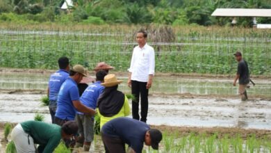 Presiden Jokowi Tinjau Bantuan Pompanisasi untuk Hadapi Gelombang Panas dan Kekeringan