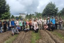 Petani Barito Utara Panen Tomat, Dinas Pertanian Dorong Pemanfaatan Lahan