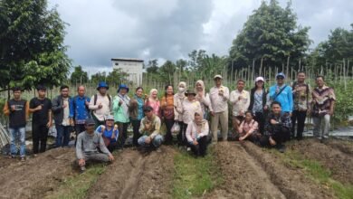 Petani Barito Utara Panen Tomat, Dinas Pertanian Dorong Pemanfaatan Lahan