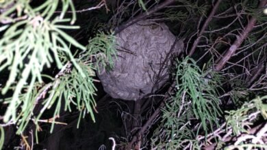 Aksi Cepat Disdamkarmat Barito Utara, Evakuasi Sarang Tawon Vespa di Desa Hajak