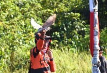 Lomba Merpati Kolong Nasional Hadir Pertama Kali di Muara Teweh