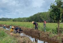 Kodim 1013/Mtw Tunjukkan Peran Aktif dalam Proyek Peningkatan Ketahanan Pangan