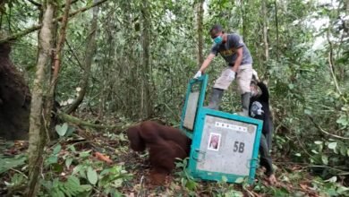 Enam Orangutan Hasil Rehabilitasi Kembali Dilepasliarkan