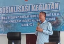 50 Pekebun Ikuti Sosialisasi Pendataan Sawit Rakyat di Murung Raya