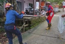 Makan Ternak Warga Panti Ajar Barito Utara, Ular Piton 3 Meter Ditangkap
