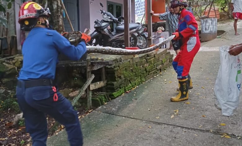 Makan Ternak Warga Panti Ajar Barito Utara, Ular Piton 3 Meter Ditangkap