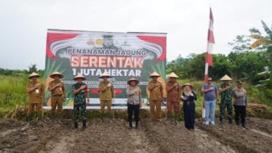 Muhlis Dorong Inovasi untuk Mewujudkan Swasembada Pangan Jagung di Barito Utara