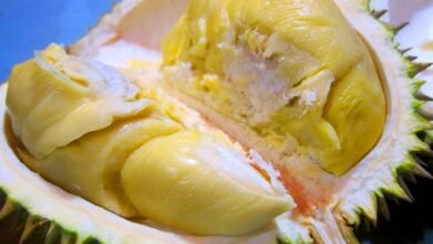 Ini Fakta yang Perlu Anda Ketahui Setelah Makan Durian