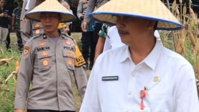 Dukung Perekonomian Petani, Polres Barito Utara Laksanakan Panen Raya Jagung