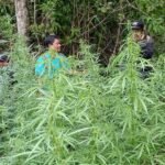 Misteri Ladang Ganja di Taman Nasional Bromo Tengger Semeru, Ini Kronologinya!