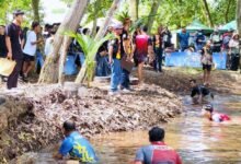 Serunya Lomba Mangaruhi, Tradisi Menangkap Ikan Tanpa Alat