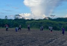 Polsek Manuhing Bersama Masyarakat Bersinergi Tanam Jagung Hibrida
