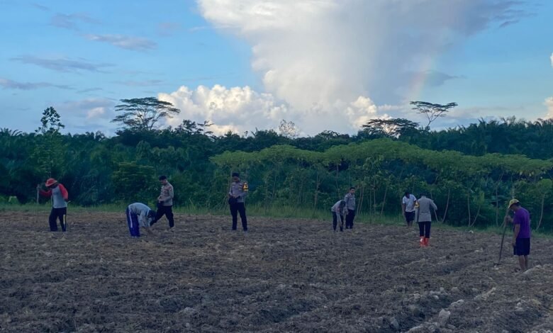 Polsek Manuhing Bersama Masyarakat Bersinergi Tanam Jagung Hibrida