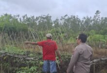 Polsek Sepang Dorong Ketahanan Pangan Keluarga, Manfaatkan Pekarangan Menjadi Lahan Produktif