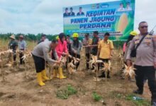 Kapolres Gunung Mas Ikuti Panen Raya Jagung di Manuhing, Dukung Ketahanan Pangan